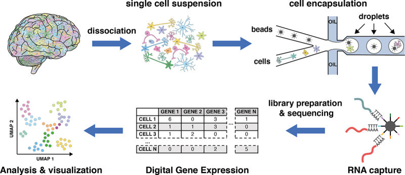 single-cell-suspension 
